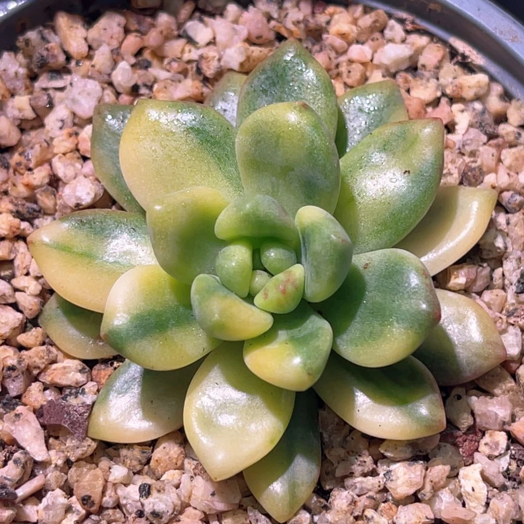 多年特价优选天堂锦