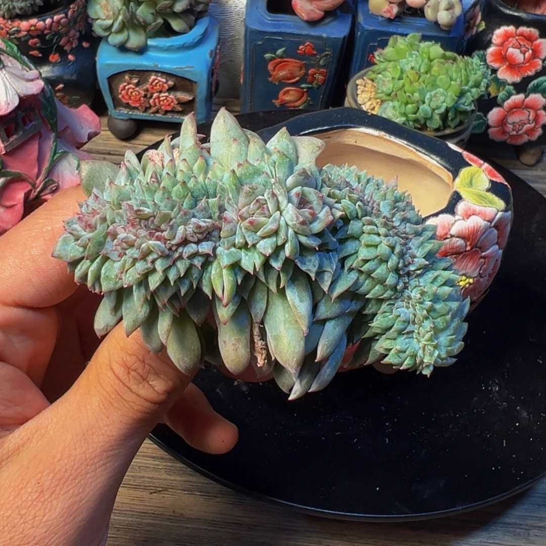 新年快乐新年快乐