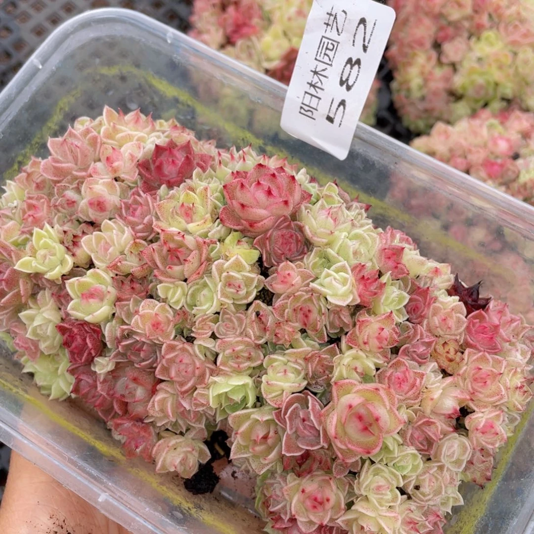 多肉植物多肉植物582