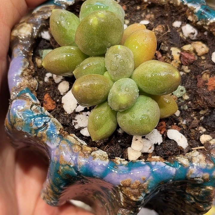 青芒带锦啊啊啊啊奶杂