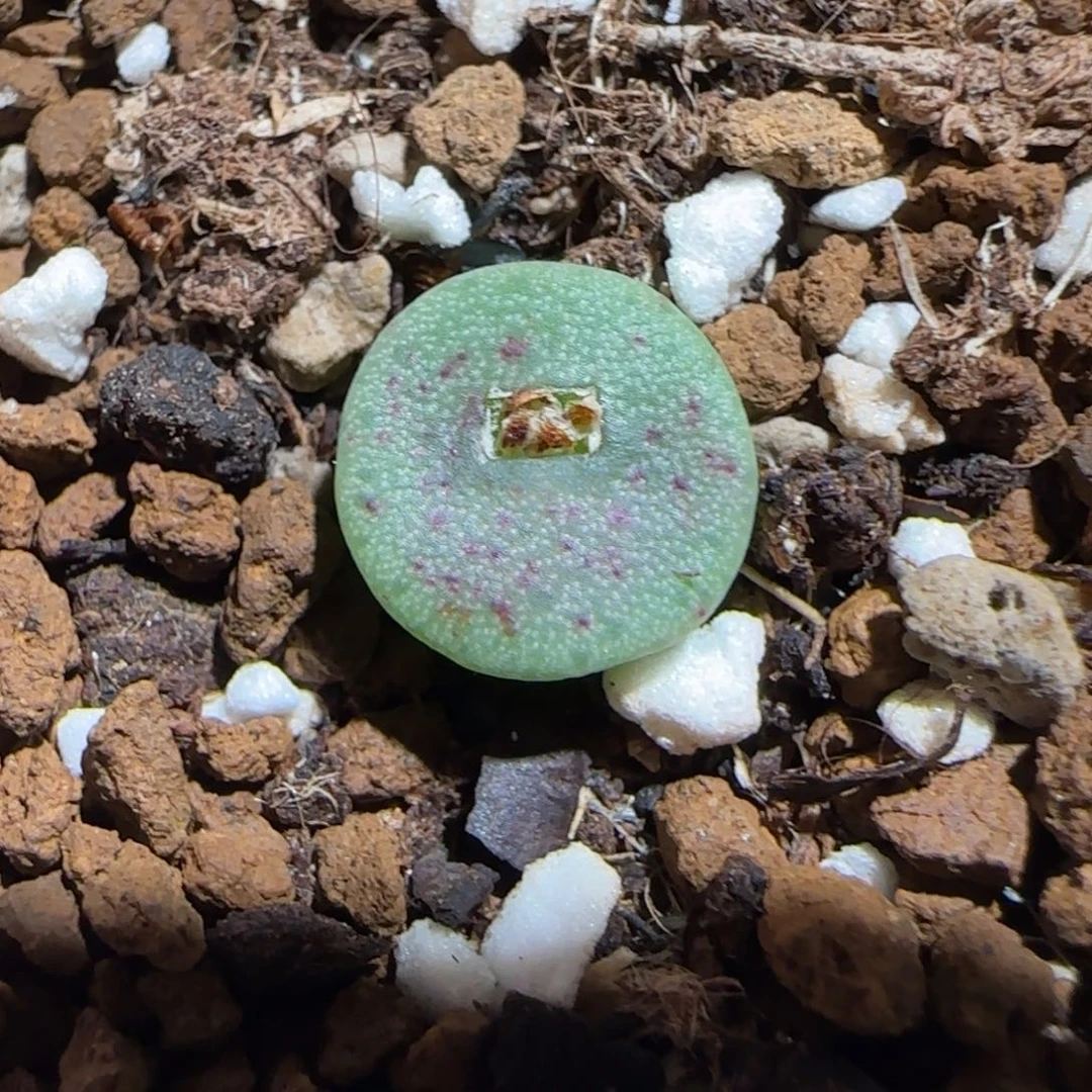 肉锥多肉植物组合-S纽扣1499