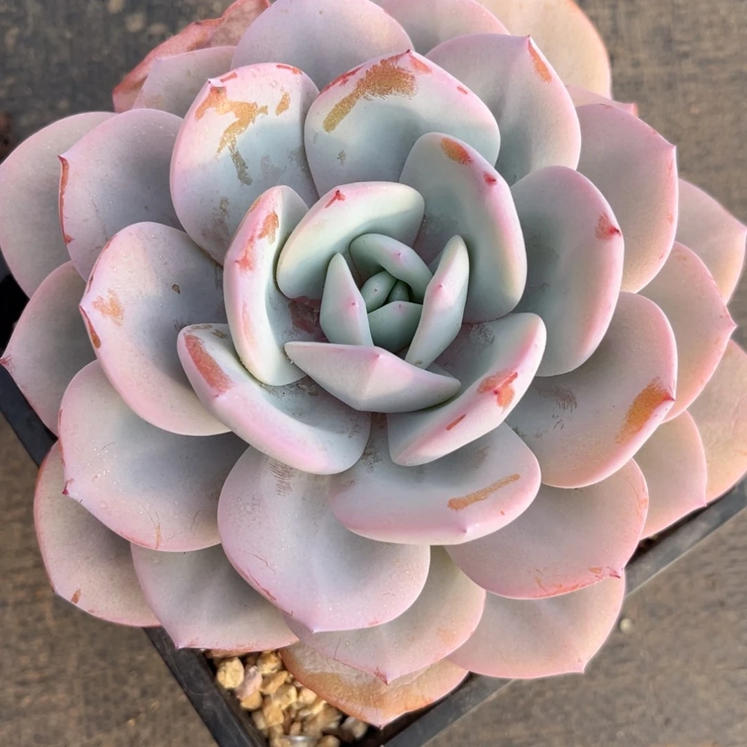 明**阳3.7-2奶茶11111