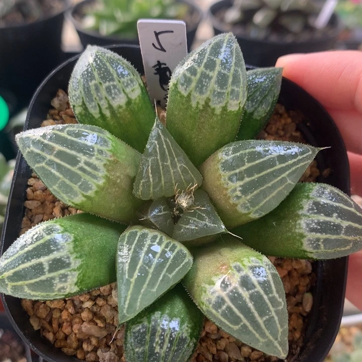 5号实生寿一物一拍