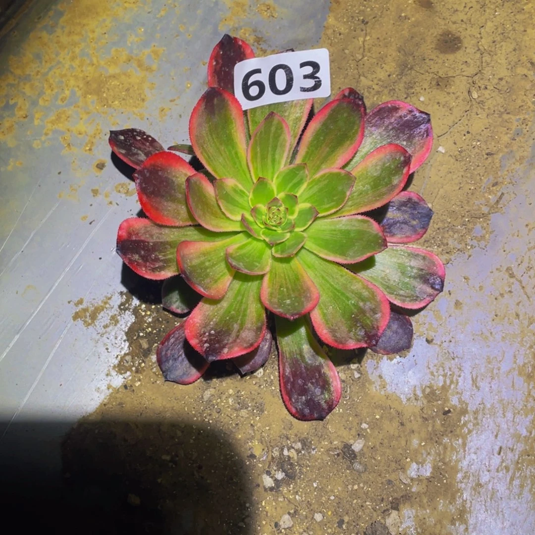 桃花坞多肉植物603