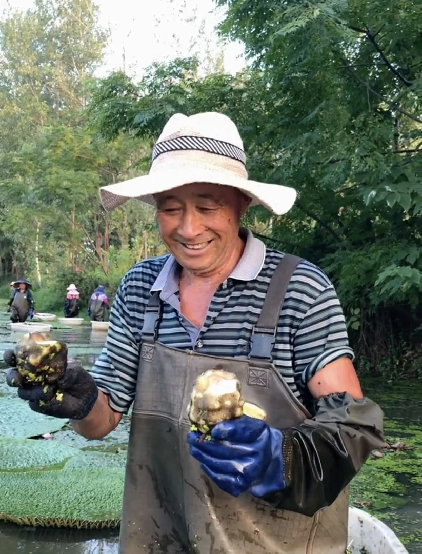 固始新鲜鸡头果一级芡实鸡头籽带壳鸡头米500g