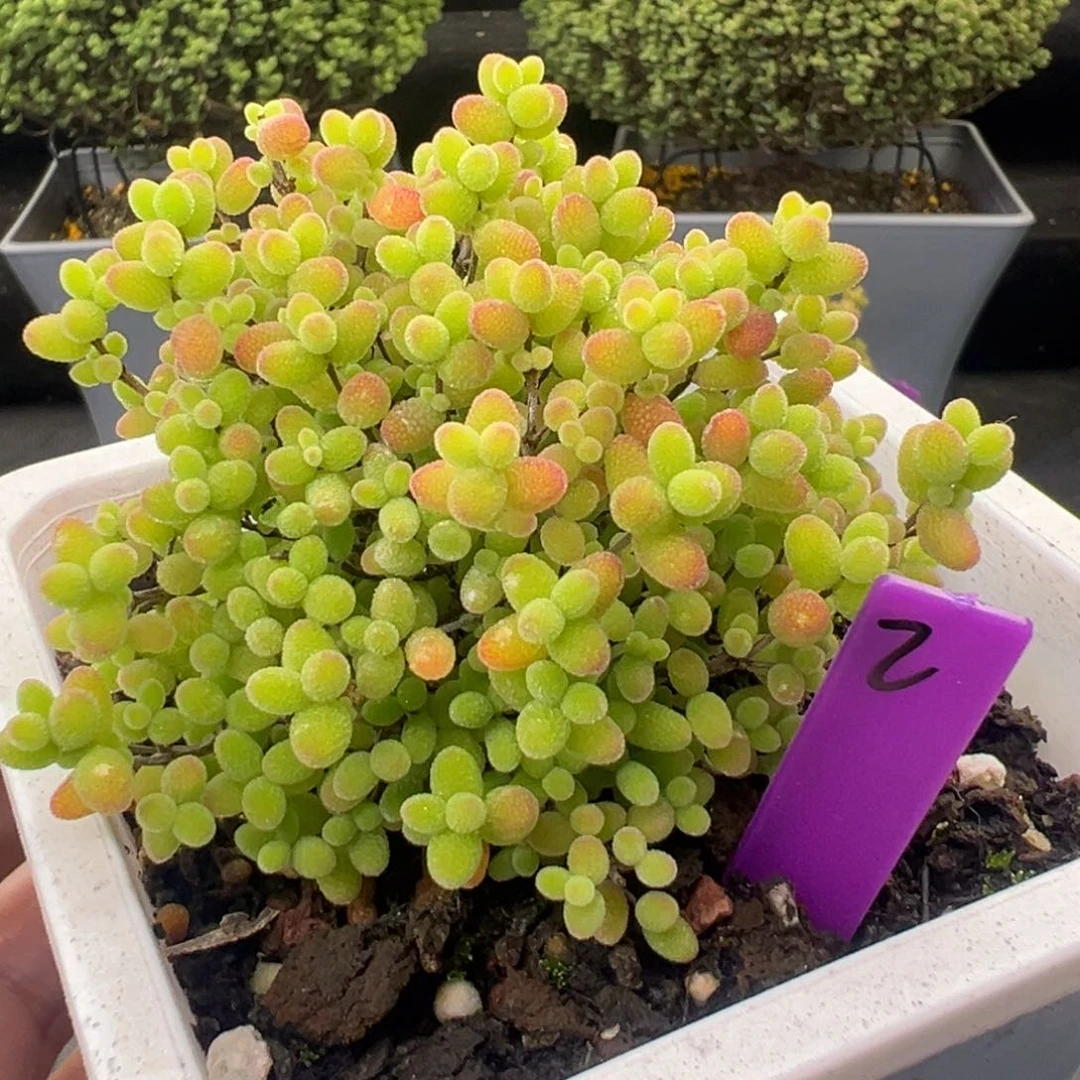 2号10cm盆蜜橘糖球