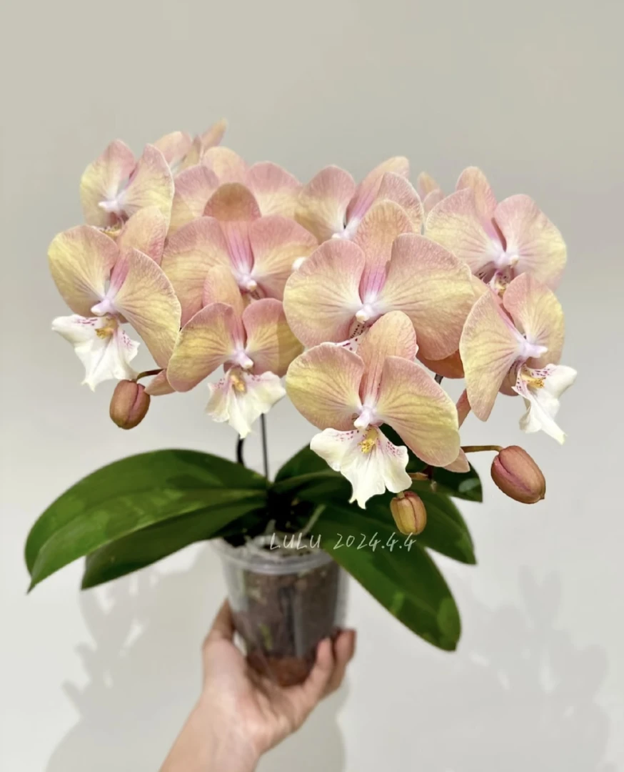 【彩虹独角兽双剑】湾湾蝴蝶兰彩虹独角兽3.0双剑发货