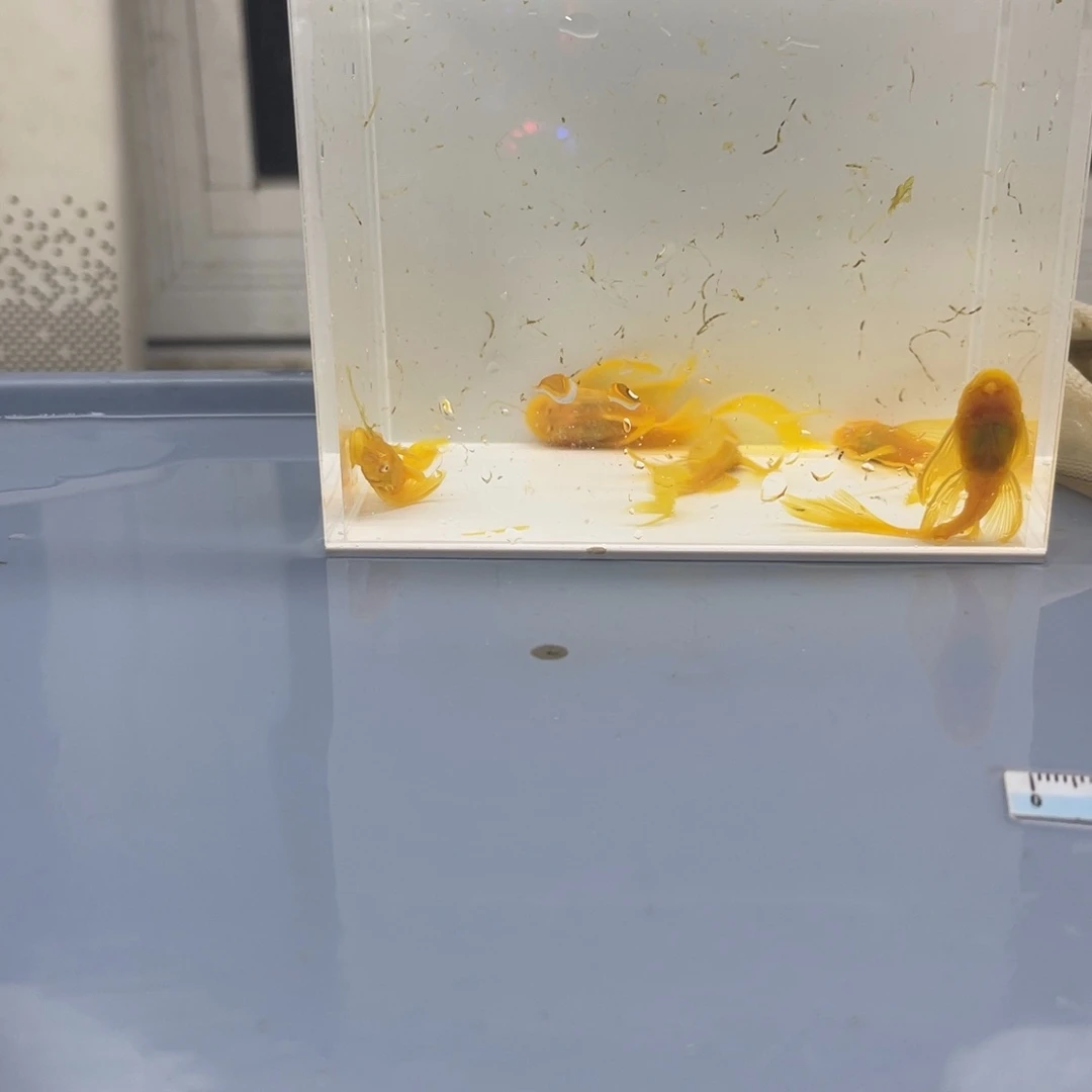 孔雀鱼大号帆5条开箱视频报损