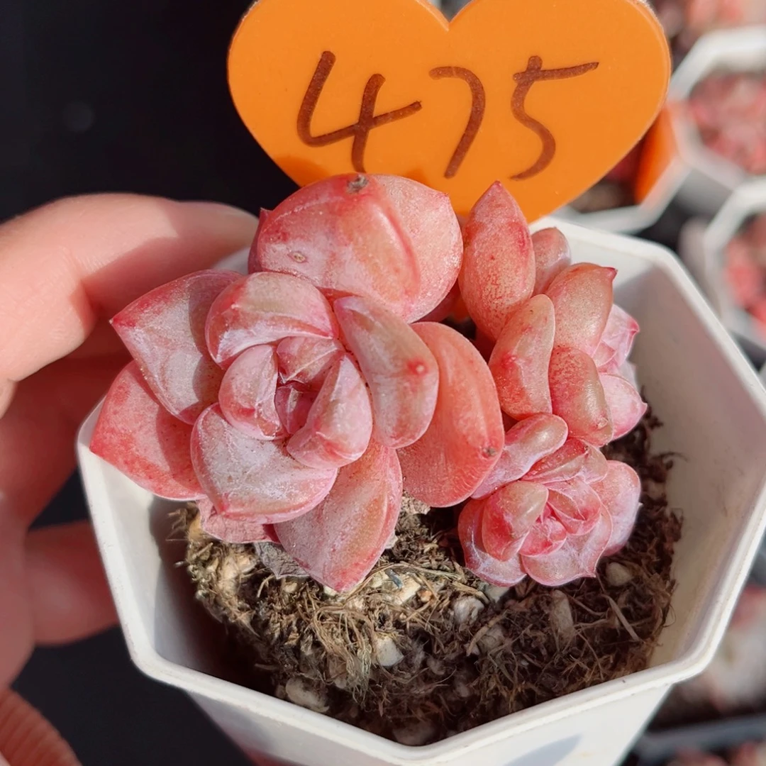 475号小老桩珍妮群