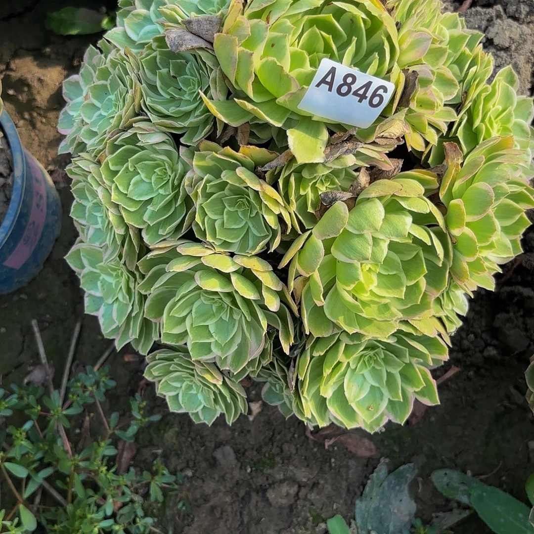 万花筒8-11-846偏远不包邮