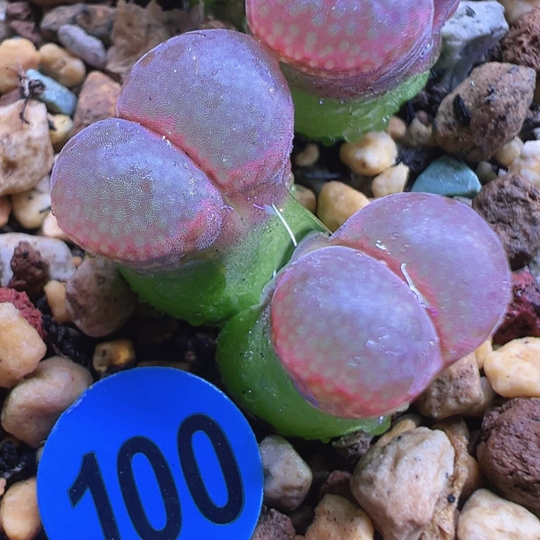 100号特特特特特特特