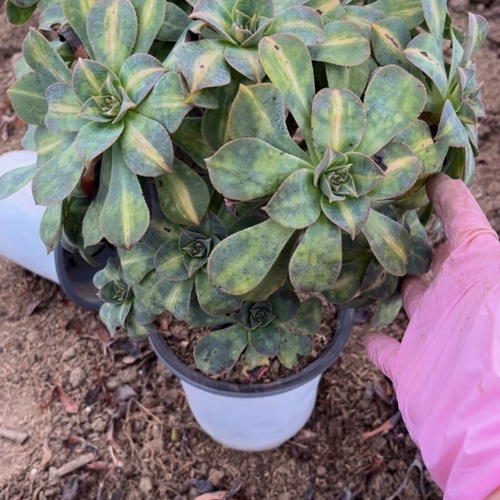 平***宝223黄中多肉法师不包断枝