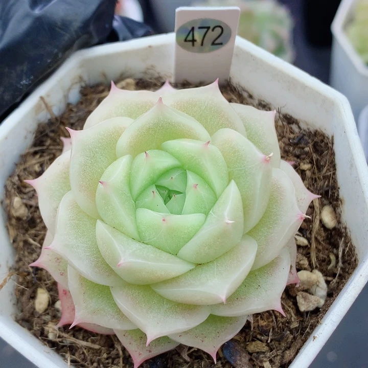 麦秆58包邮  群生不包整472