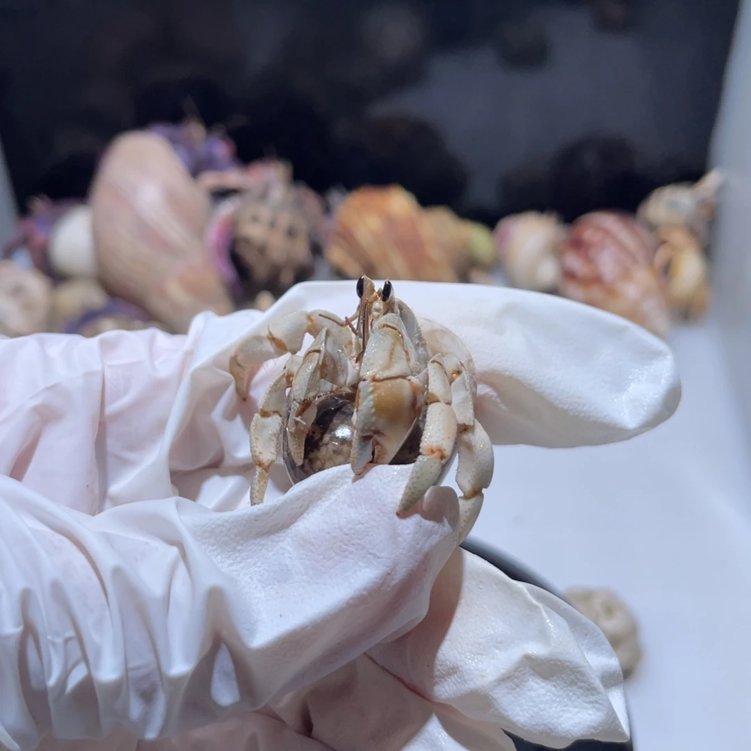 W22 半夏专拍紫陆1.6口第四只