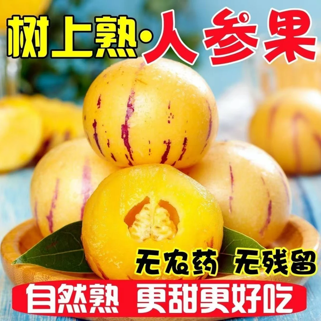 【坏果包赔】云南人参果树上熟黄肉圆果现采现发新鲜水果 3-5斤