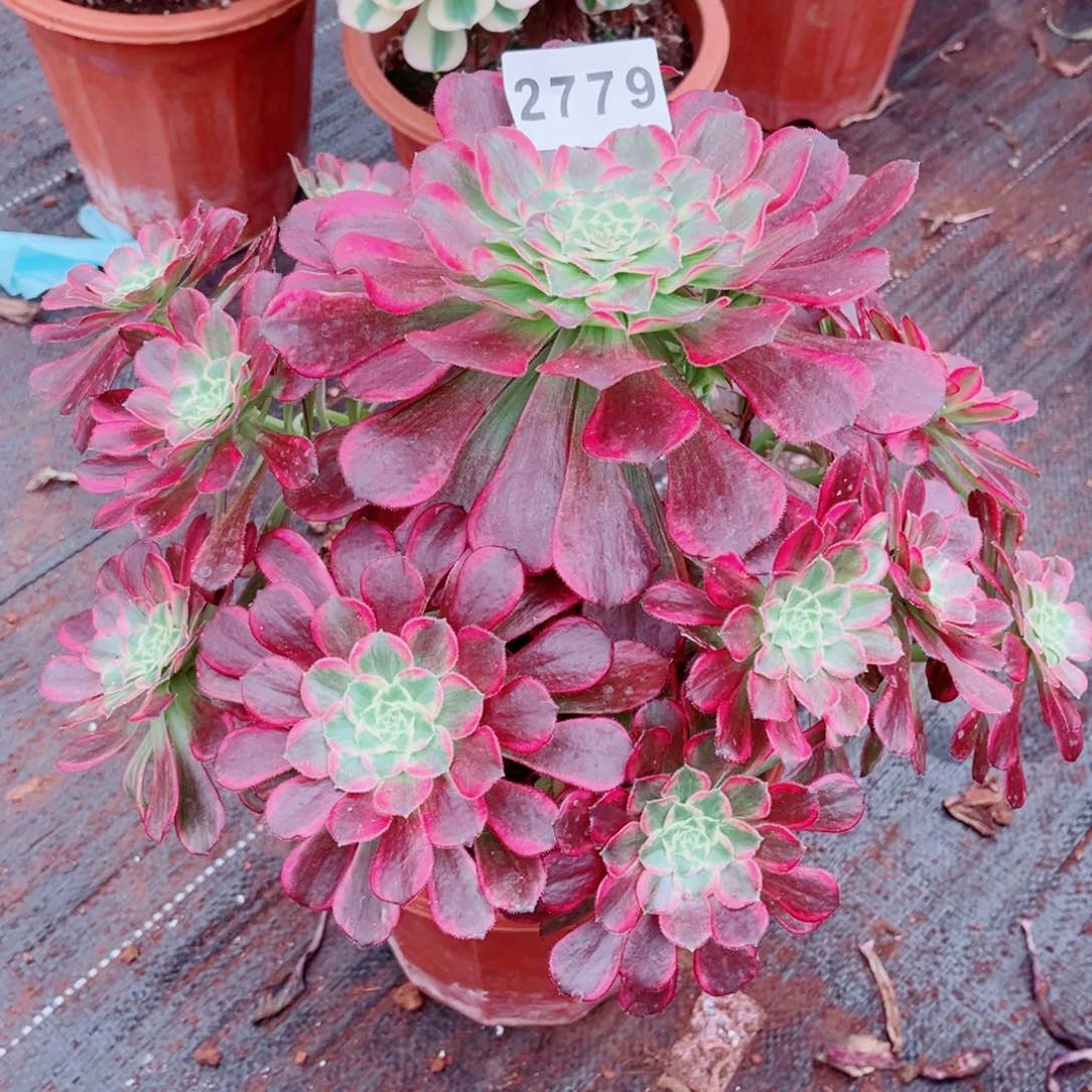 绿体云彩多肉发货发货