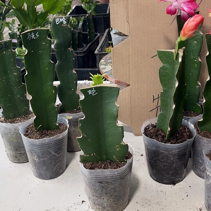 文***武当前无花朵，栽培后可花朵蛇