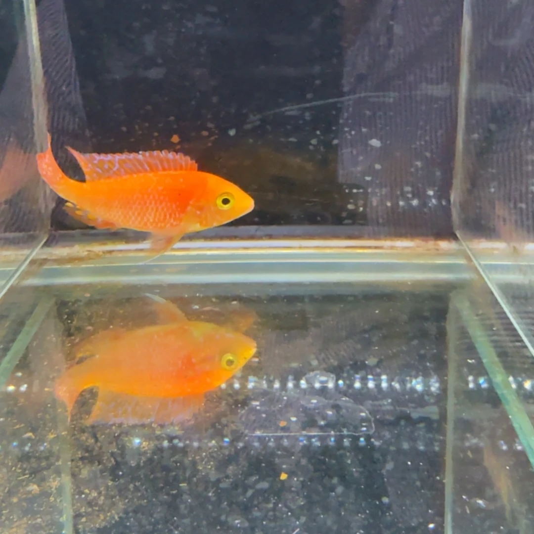 M***u海水827火焰红。