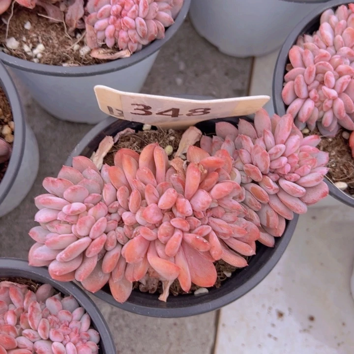 健健康康平平安安