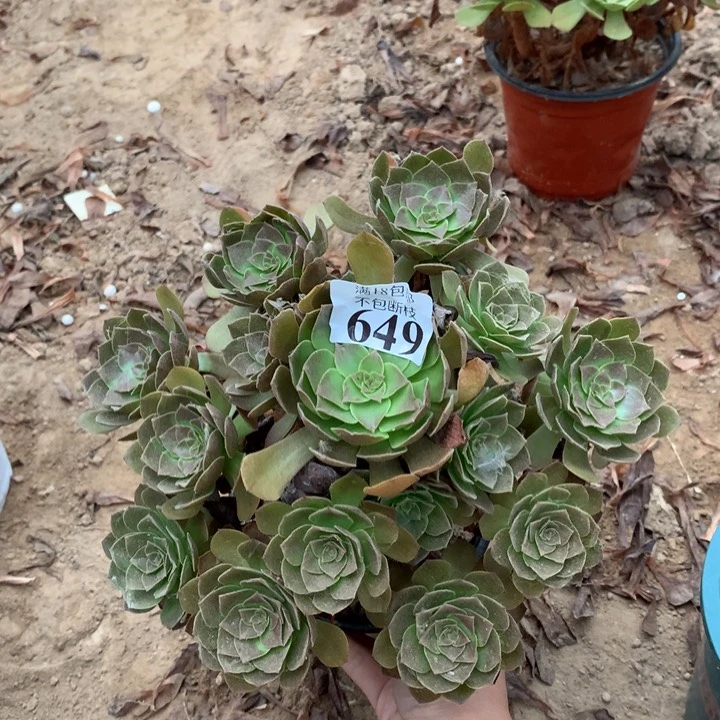 649黑魔手捧1号棚