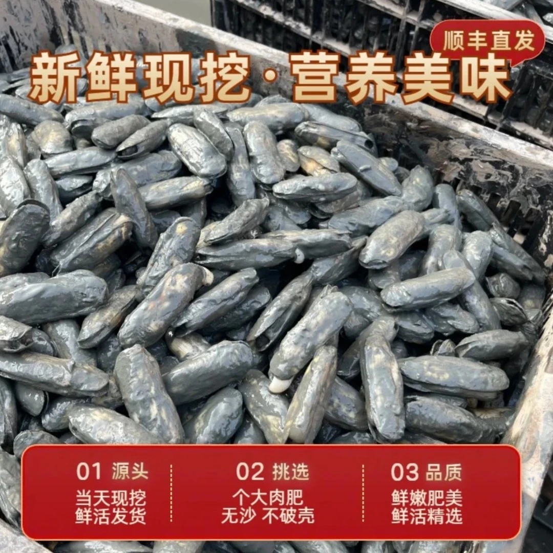 次日达-3斤装 【特大规格25只左右每斤】鲜活宁海长街蛏子顺丰特快冷链包邮-【带泥直发 现挖现发】不泡水 不少称