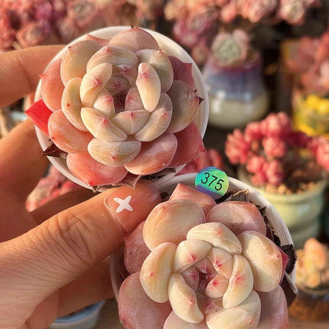 三*。375 多肉含盆土30元除偏远