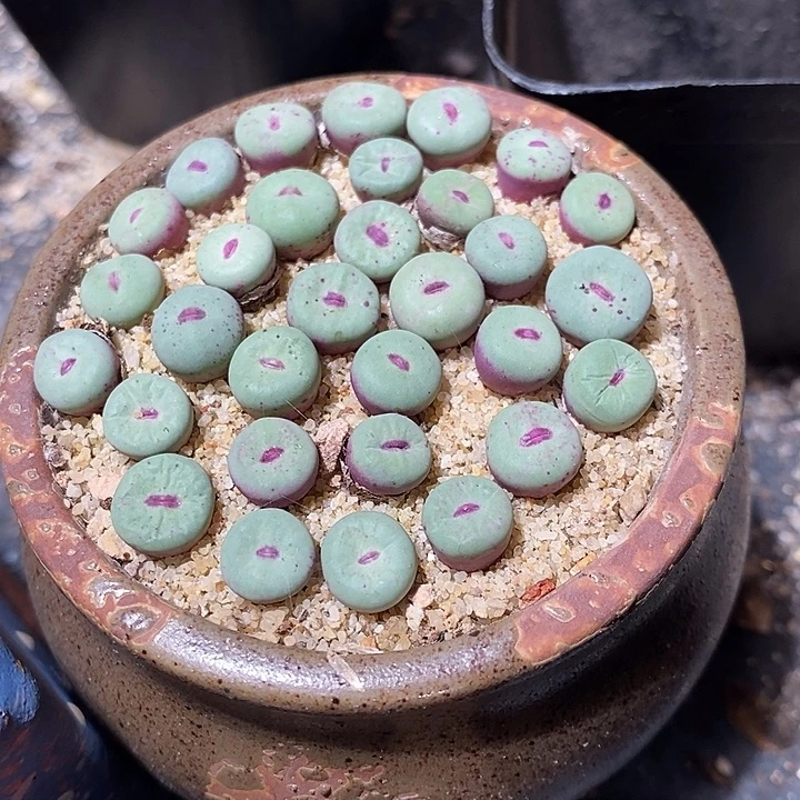 se红嘴一颗。