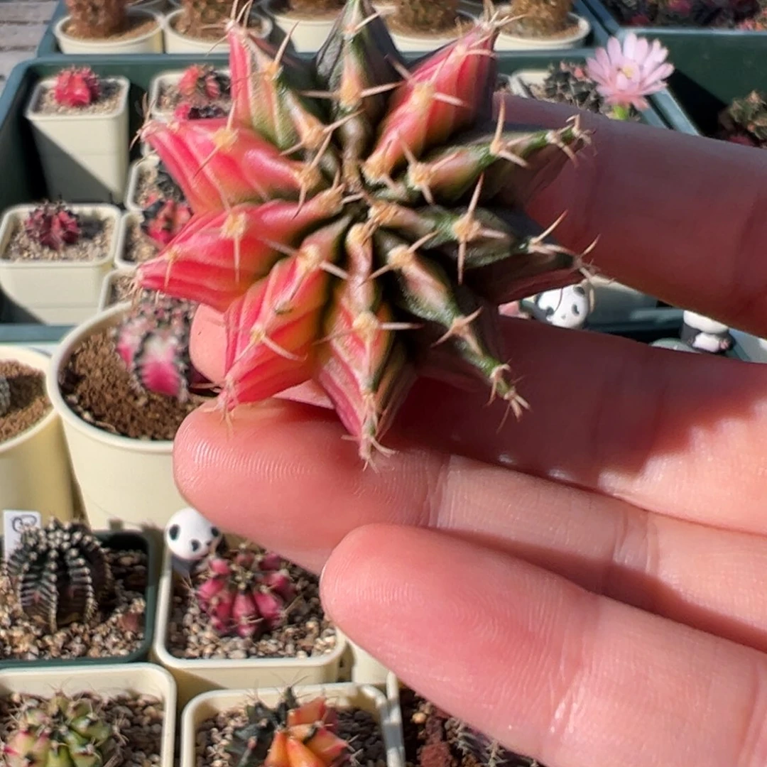 660 好看的米哈冲冲冲