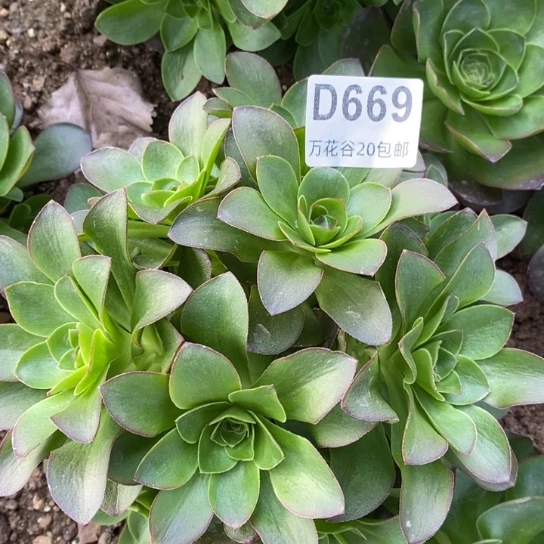 669蓝魅金玫瑰砍过多肉植物