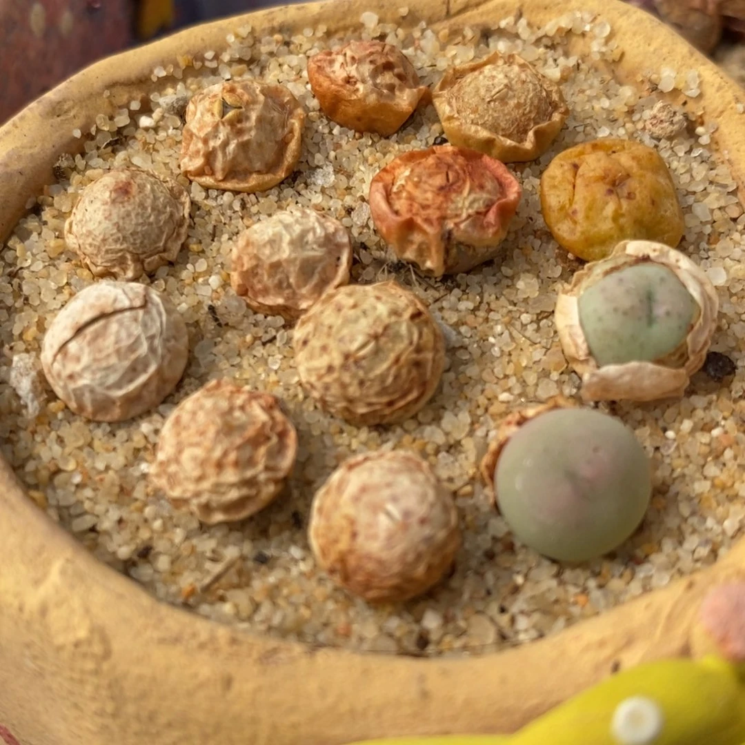 小拳拳一颗买3送1