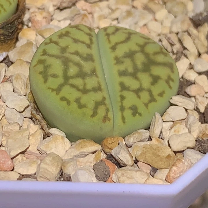 888999999980 889999998