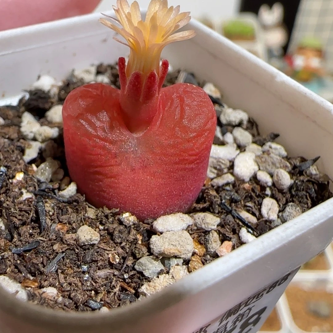 肉锥多肉植物组合-1430.5、1678