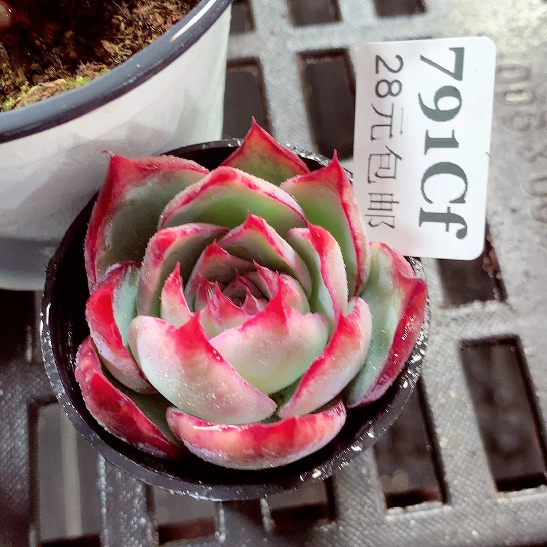 5厘米盆精控多肉791