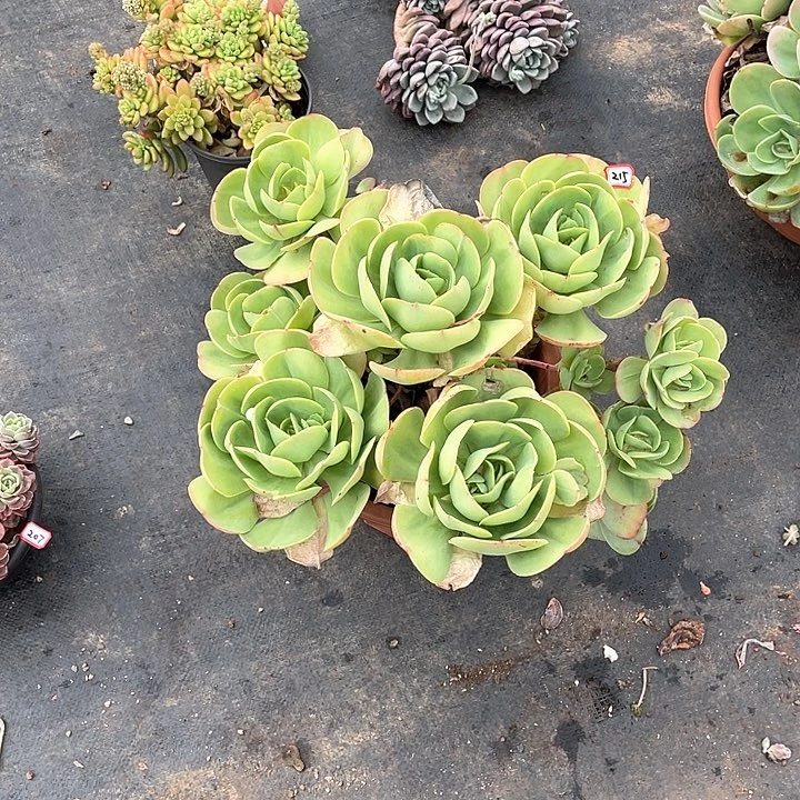 215碧桃 一物一拍多肉