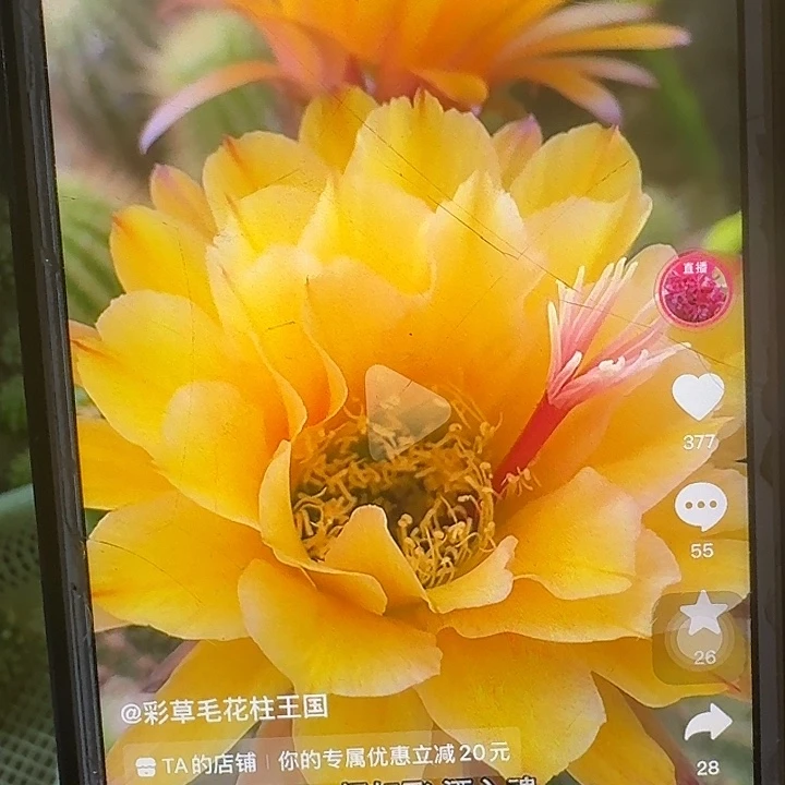 法一根高10公分毛花柱