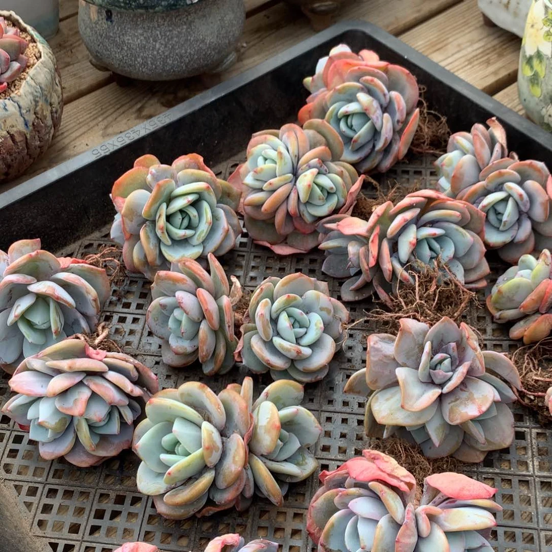 双头奶茶（双1-1）多肉售后范围：签收起7天录开箱视频