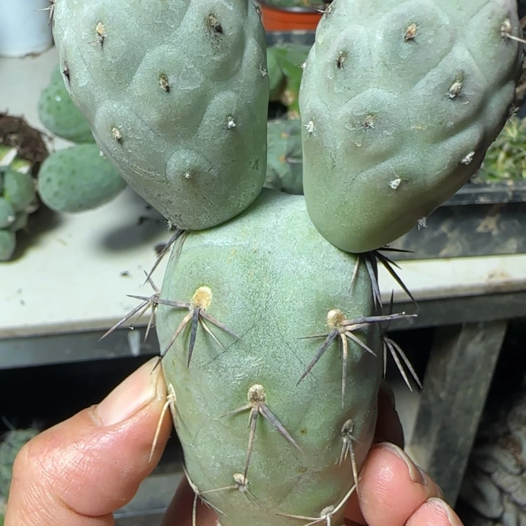 无花朵苗落米奇白皮黑炭刺