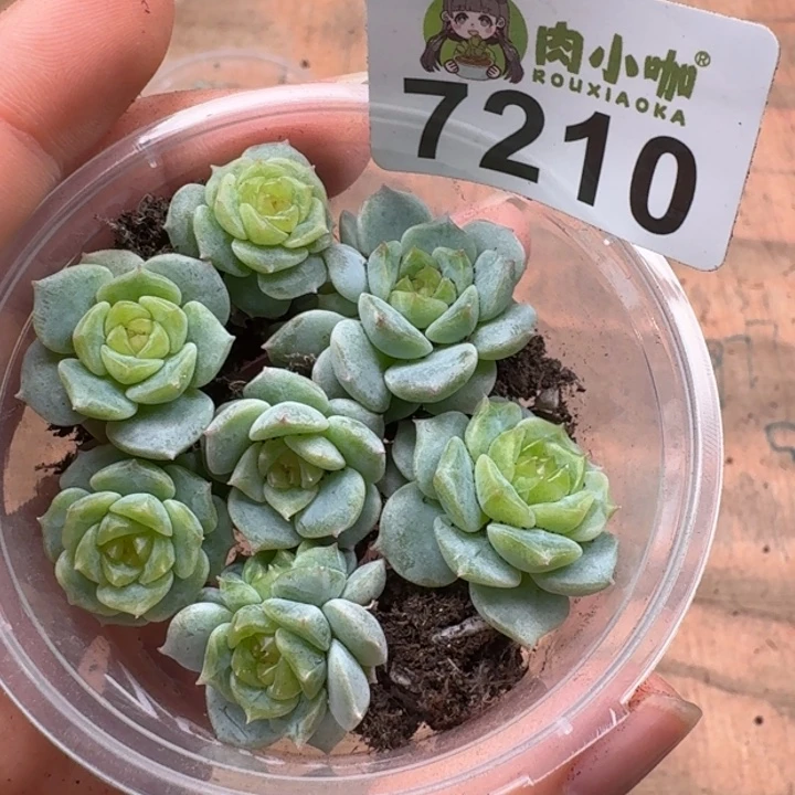 多肉植物多肉植物