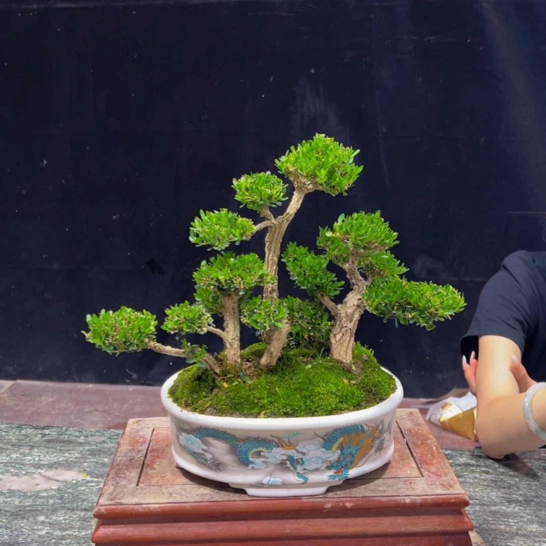 无花朵广东黄杨四季常青