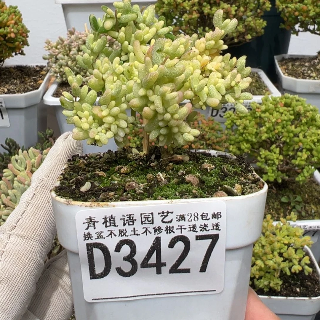 d3427米粒阴阳锦福利