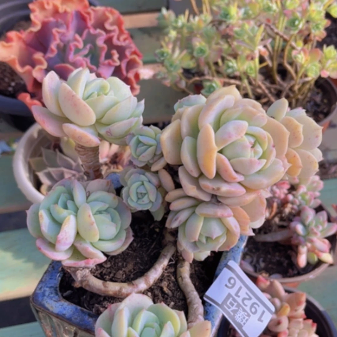 【闪购商品】恋曲带石化19216