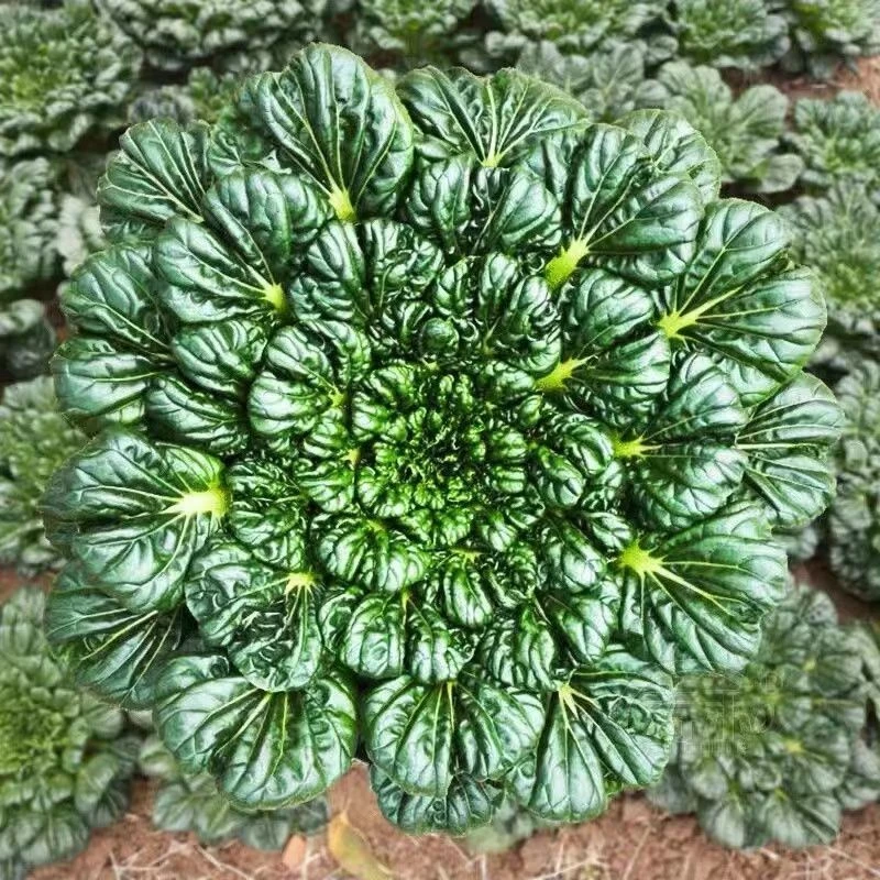 黄心乌塌菜种子种籽黑白菜野菜黑青菜春夏秋冬季种孑四季农家盆栽