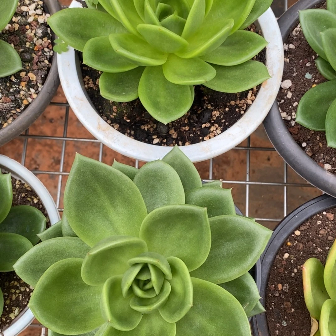 x032-多肉植物 翠花两盆