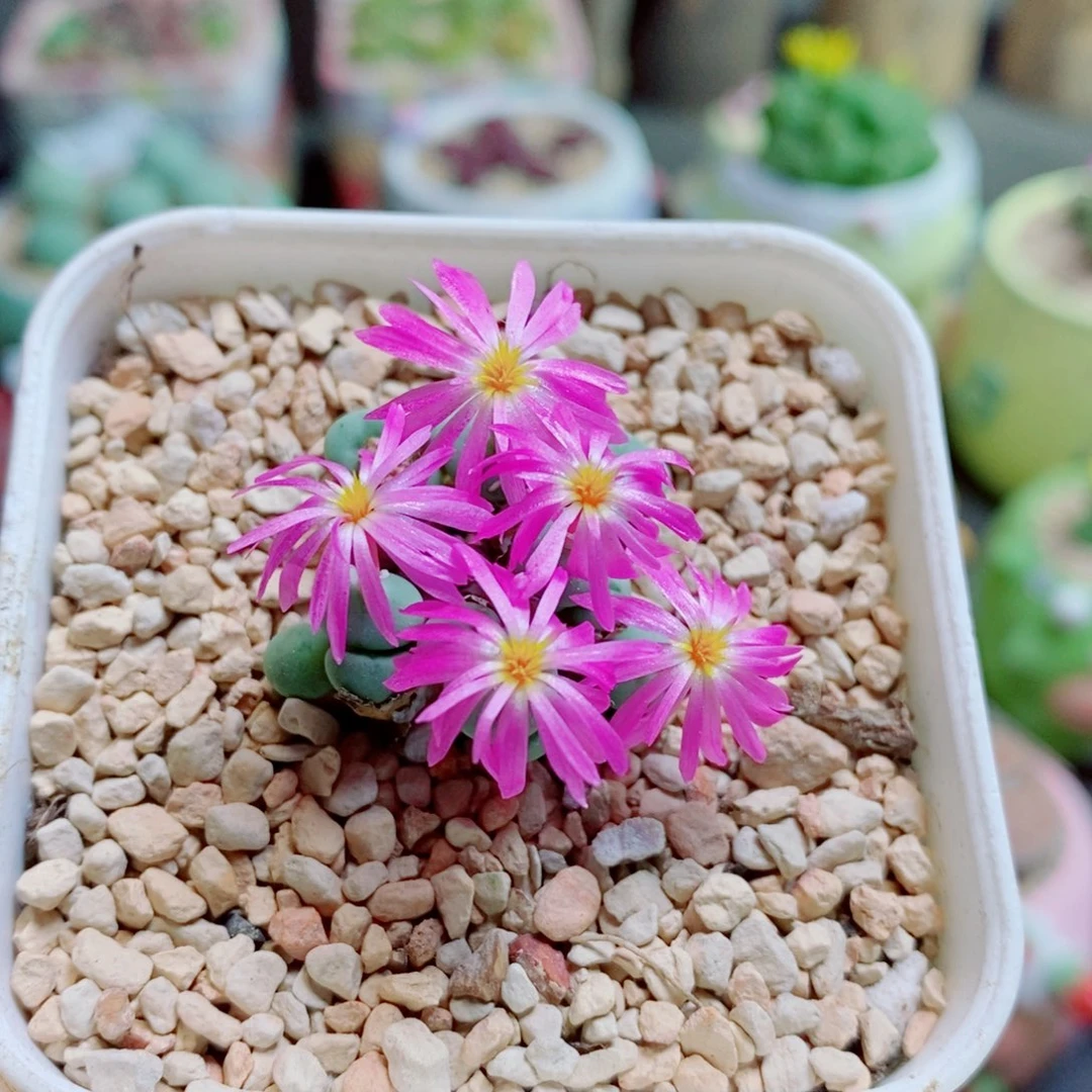 生石花哈哈哈哈672