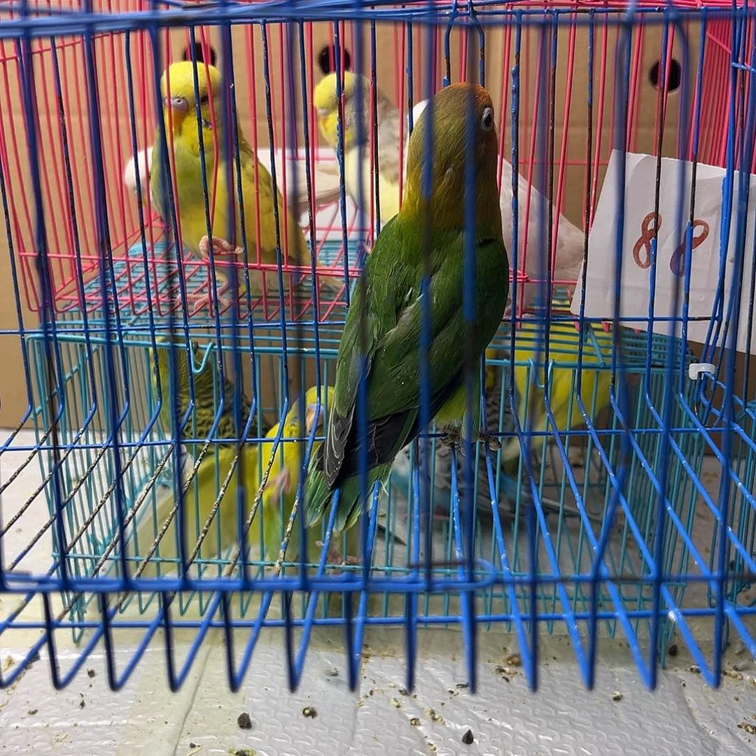 桃脸牡丹鹦鹉爱情鸟1只