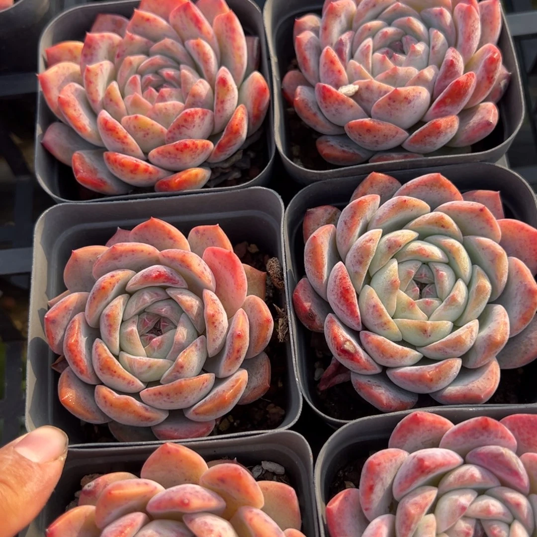 冰糖水晶到手1颗量拍多肉满18元包邮下午发货