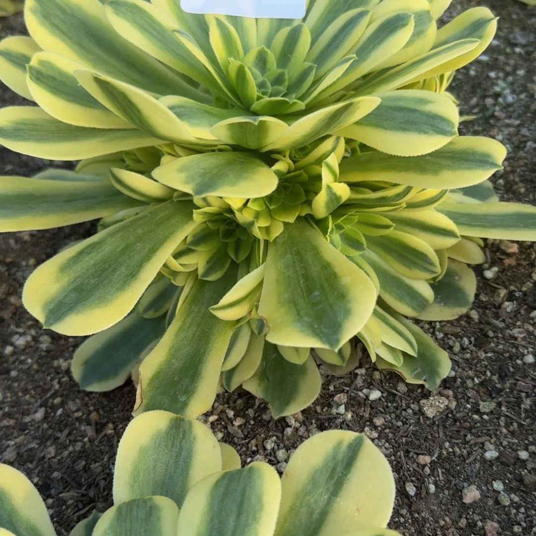 涛*a138金丝到秋天。 多肉植物