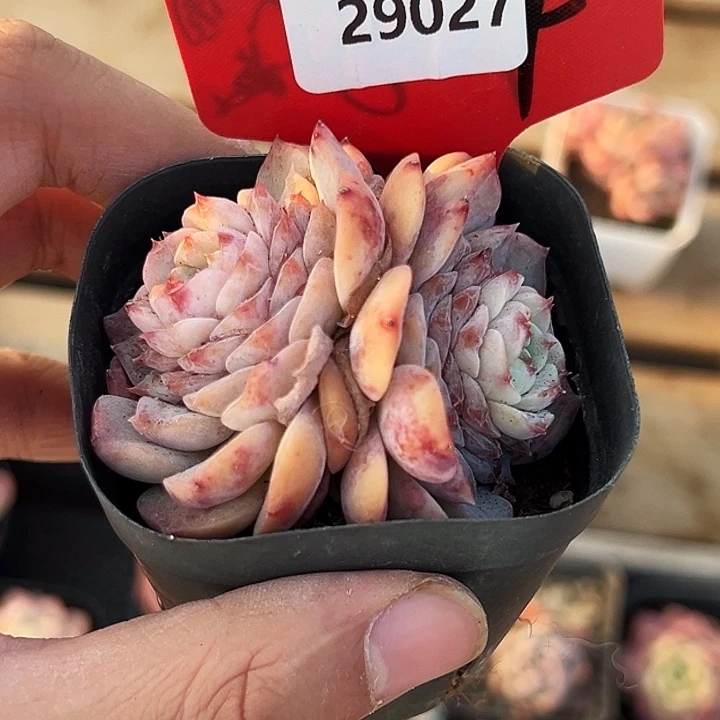 心***魅糖心。  29027号。