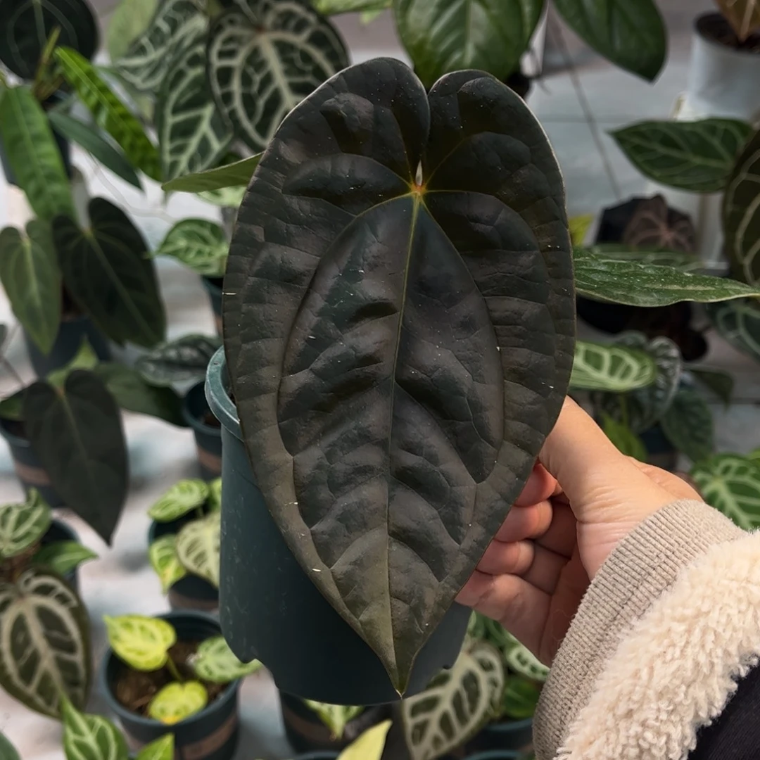 不开花植物奢华杂（21