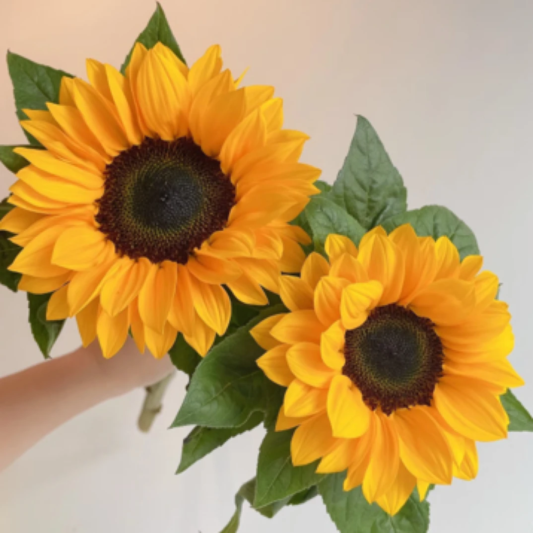【向日葵3支】可发西藏南疆北疆北方/长花期耐运输花材/太阳花/新鲜